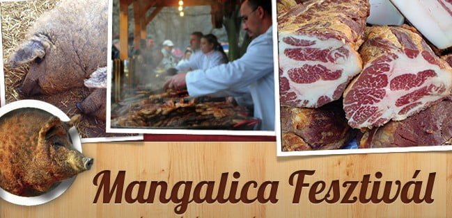 Mangalica festival