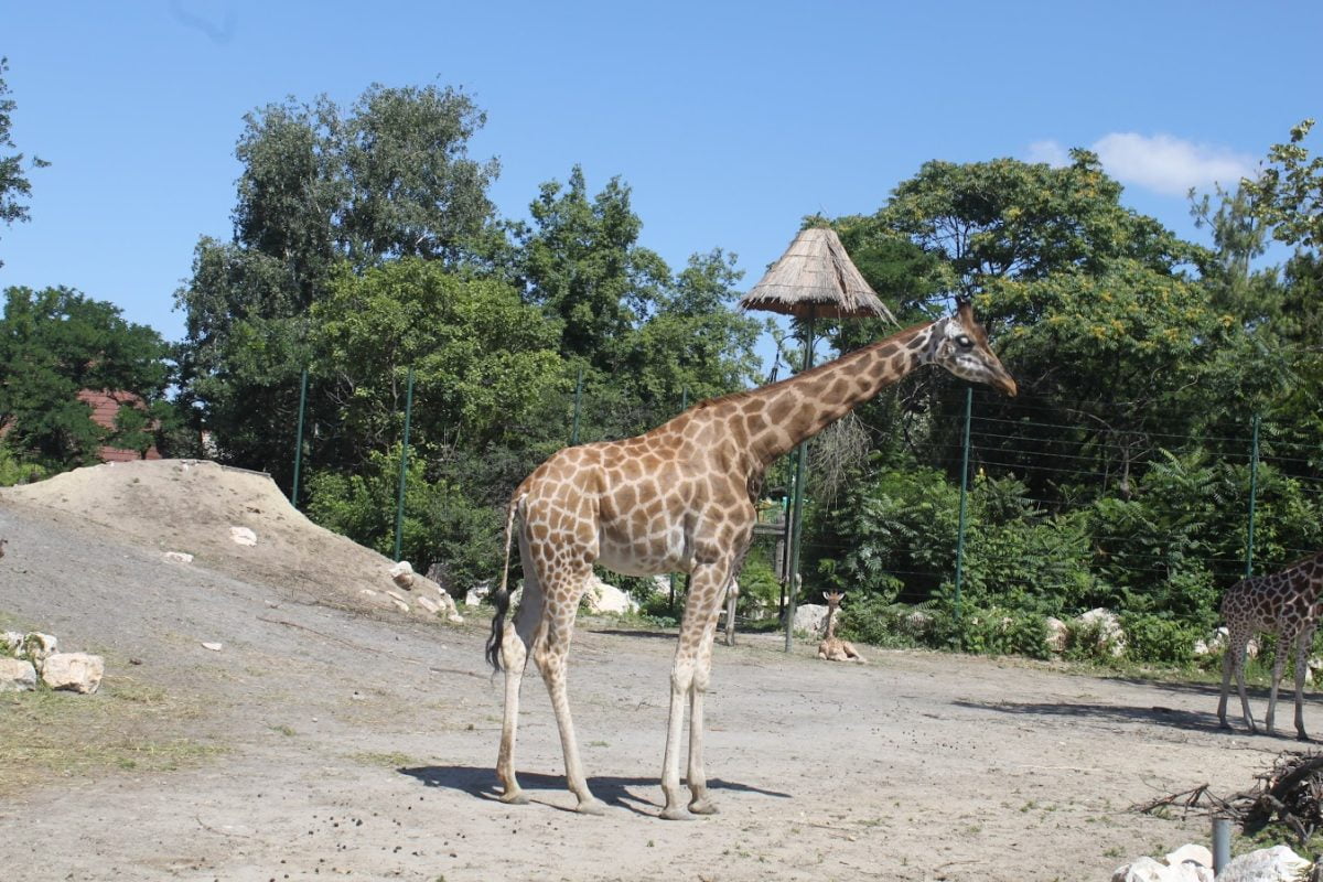 zoo in budapest