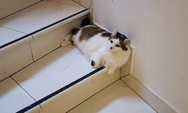 Eine Katze im Katzencafé