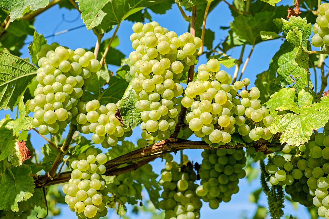 Wine festival in Tokaj