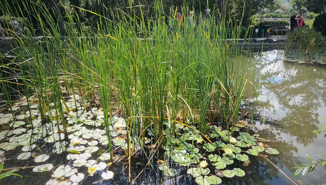 Japanischer Garten